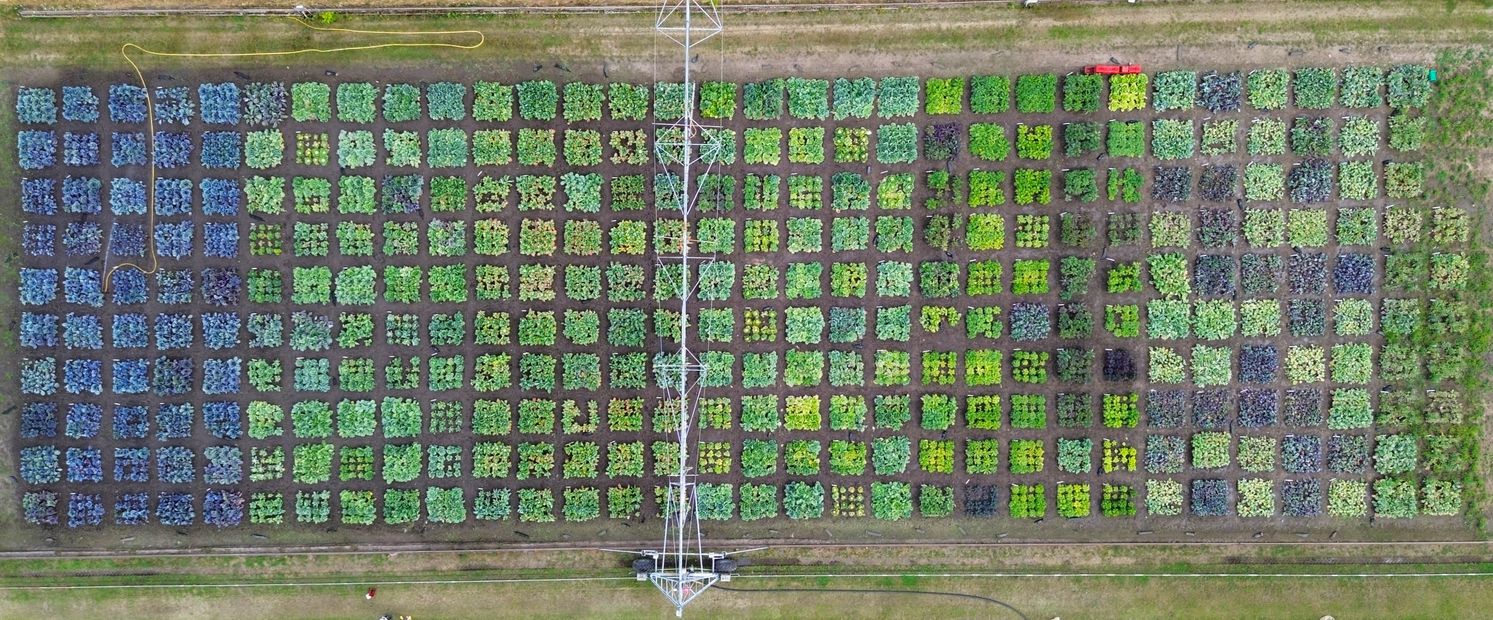 Luftaufnahme eines schachbrettartigen Versuchsfeldes in Großbeeren. Über 300 verschiedene Gemüsekohl-Parzellen in unterschiedlichen Grün- und Lilatönen sind in einem exakten Raster für Forschungszwecke angepflanzt.