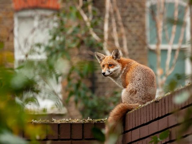 A fox sits on a wall in a residential area and turns towards the viewer