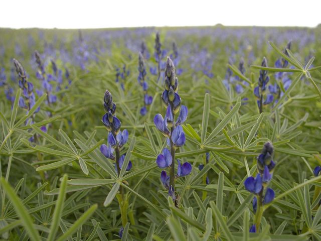 Blaue Lupinen im Feld