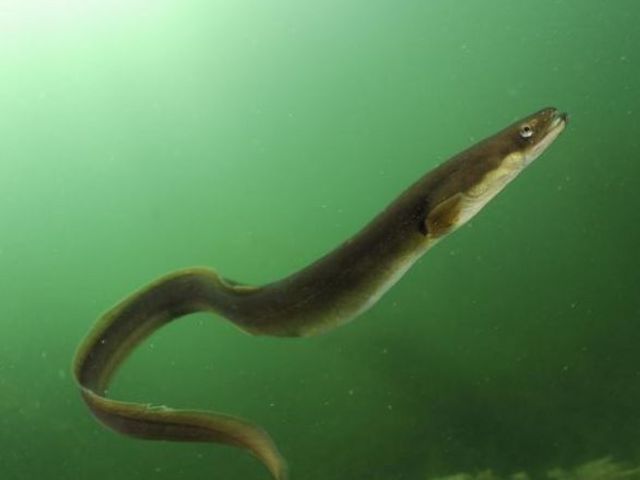 Eel in Lake Stechlin