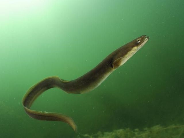 Aal im Stechlinsee Aal im Stechlinsee