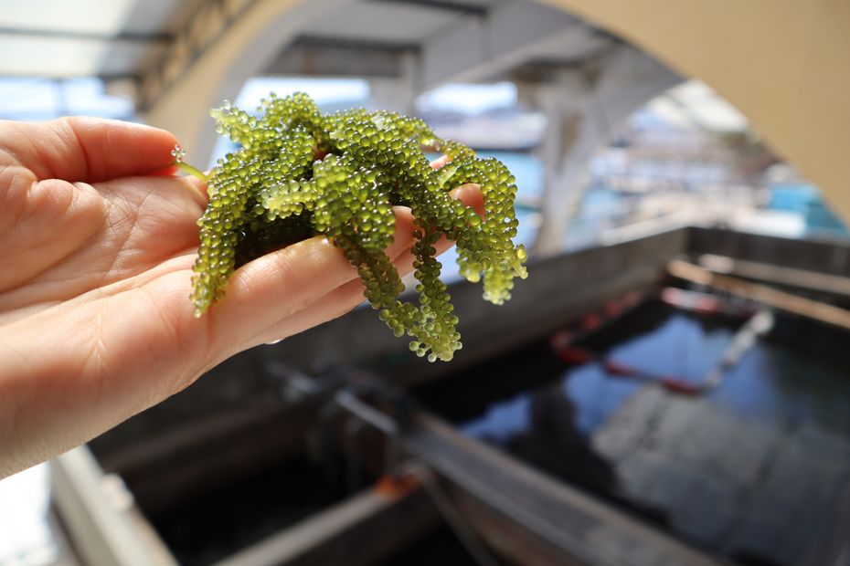 Nahaufnahme einer grünen Alge, bekannt als ‚Seetraube‘ (Caulerpa lentillifera), die in einer Hand über einer Wasseroberfläche gehalten wird. Die Alge besteht aus vielen kleinen, kugeligen Verzweigungen.