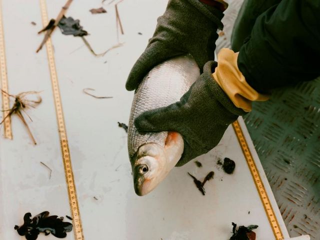 Man sieht einen Bildausschnitt, in welchem zwei Hände eines Forschungsfischers mit Handschuhen einen Fisch halten Man sieht einen Bildausschnitt, in welchem zwei Hände eines Forschungsfischers mit Handschuhen einen Fisch halten