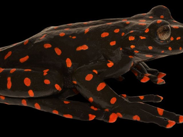Fotographie vor schwarzem Hintergrund der Laubfroschart Hyloscirtus sethmacfarlanei (es hat eine schwarze Haut und rote Punkte)