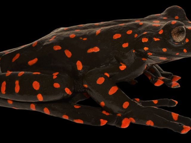 Photograph against a black background of the tree frog species Hyloscirtus sethmacfarlanei (it has a black skin and red spots).