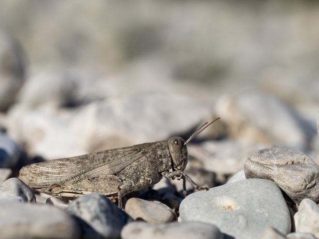 The speckled buzzing grasshopper (Bryodemella tuberculata) sitting on stones