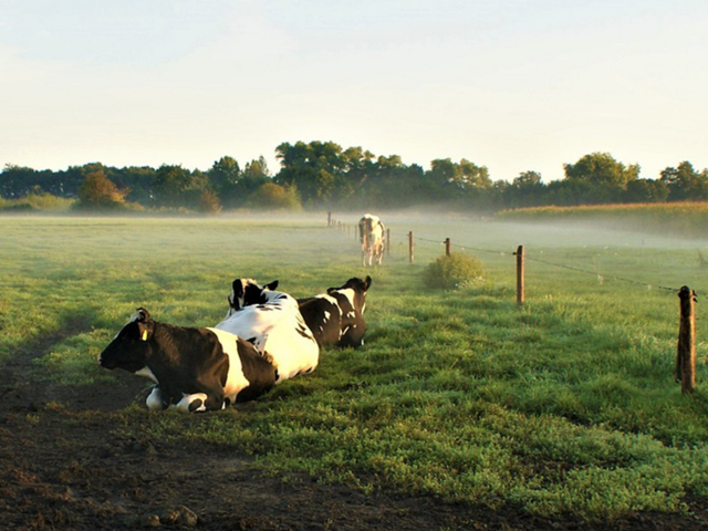 Schwarz-weiß gefleckte, liegende Kühe auf einer landwirtschaftlich genutzten Grünfläche