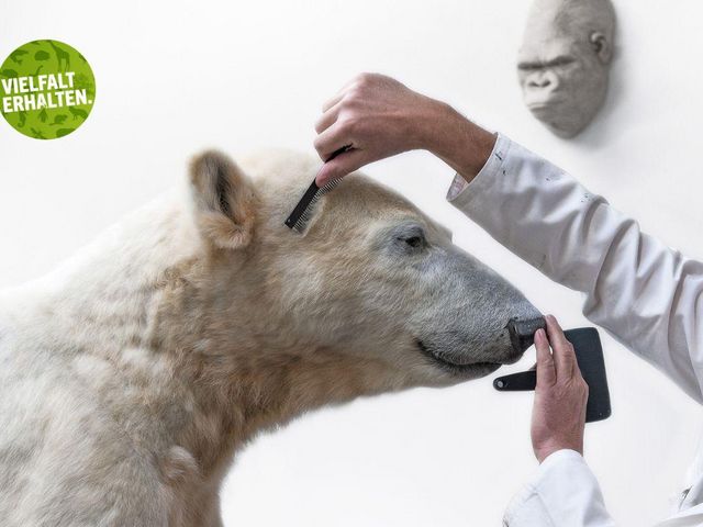 Knut der Eisbär ist augestopft von der Seite zu sehen. Ins Bild ragen von rechts zwei Arme in einem weißen Kittel: eine davon kämmt dem toten Bären das Fell, die andere berührt die Schnauze Knut der Eisbär ist augestopft von der Seite zu sehen. Ins Bild ragen von rechts zwei Arme in einem weißen Kittel: eine davon kämmt dem toten Bären das Fell, die andere berührt die Schnauze