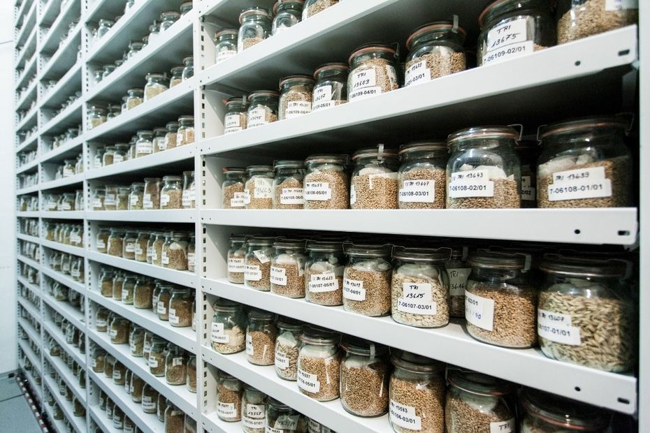 Blick in ein Regal der Bundeszentrale Ex-situ-Genbank am Leibniz-Institut IPK. Zahlreiche Glasbehälter mit verschiedenen Saatgutproben und Getreidekörnern sind systematisch in Metallregalen archiviert