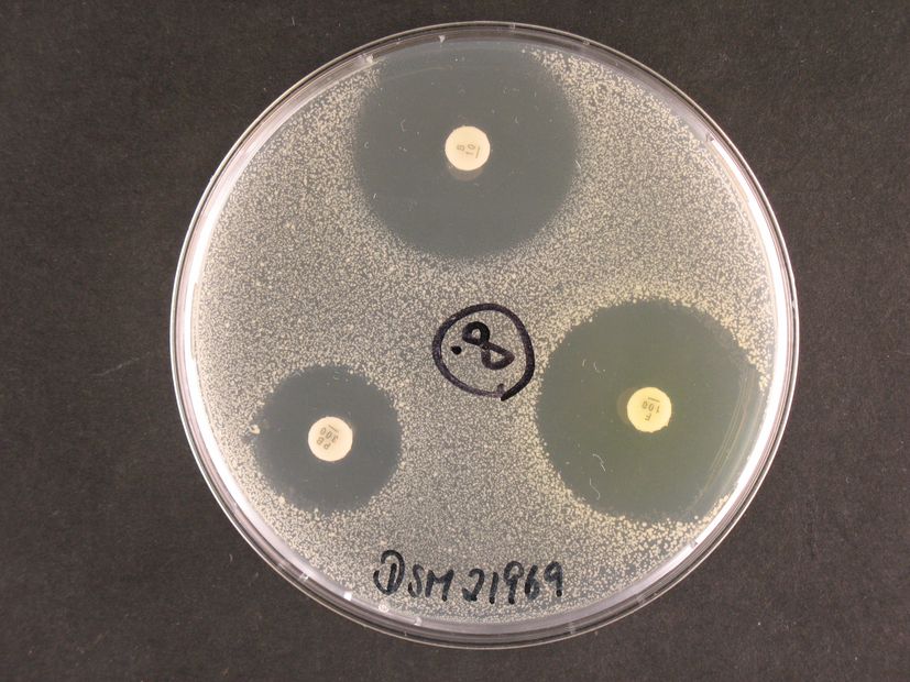 Draufsicht auf eine Petrischale mit Bakterienkultur (Staphylococcus rostri). Drei weiße Plättchen mit Antibiotika-Wirkstoffen erzeugen klare ‚Hemmhöfe‘, in denen das Bakterienwachstum unterdrückt wurde.